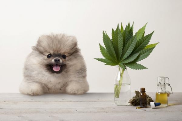Cannabisolje for hunder - bruk og kontraindikasjoner - Er cannabisolje bra for hunder?