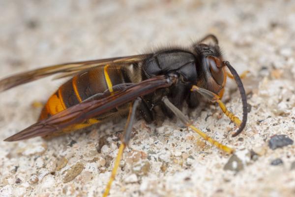 De 10 mest giftige insektene i verden - 8. Asiatisk veps (Vespa velutina)