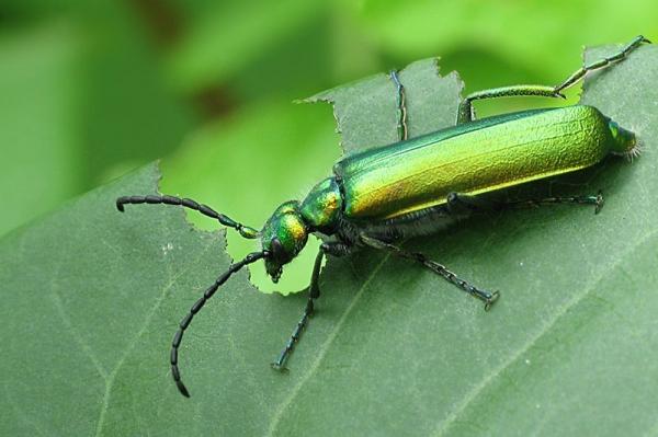 De 10 mest giftige insektene i verden - 4. Afrodisiakumbille (Lytta vesicatoria)