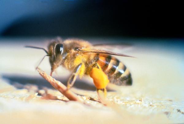 De 10 mest giftige insektene i verden - 5. Afrikansk bi (Apis mellifera scutellata)