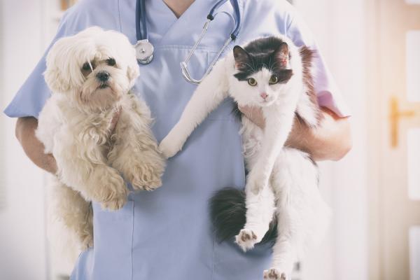 Blåbær for hunder og katter - Fordeler og anbefalt dosering - Blåbærdosering for hunder og katter  