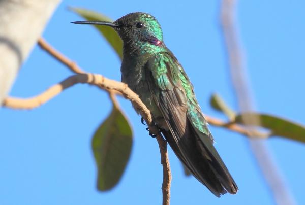 Typer av kolibrier - 3. Stor -eared kolibri
