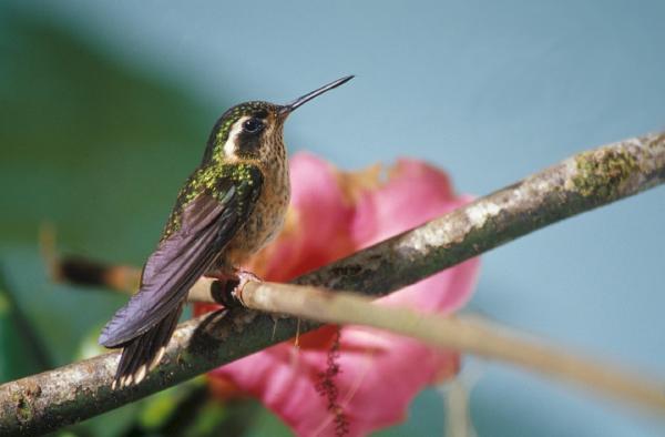 Typer av kolibrier - Trochilinae