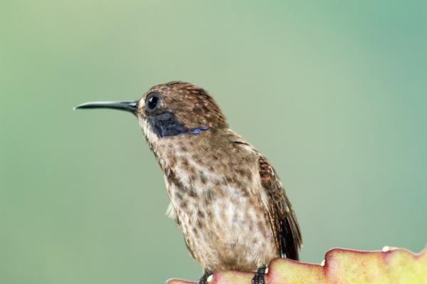 Typer av kolibrier - 2. Brun kolibri