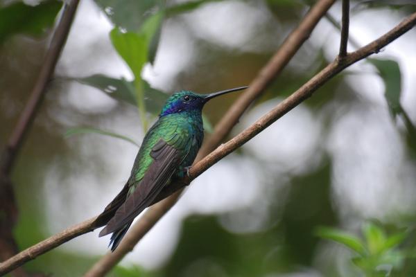 Typer av kolibrier - 1. Lys kolibri