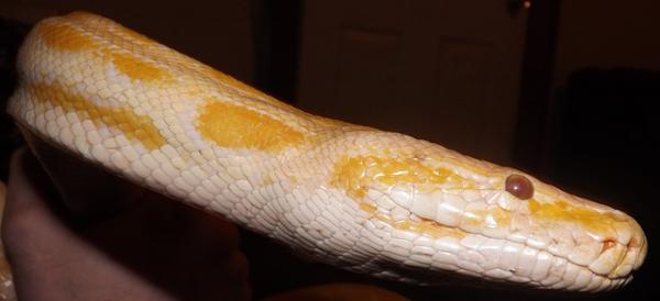 Python as a Pet - Hendelser med pythoner og andre innsnevringer