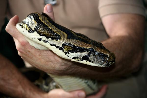 Python as a Pet - Reptile Lovers