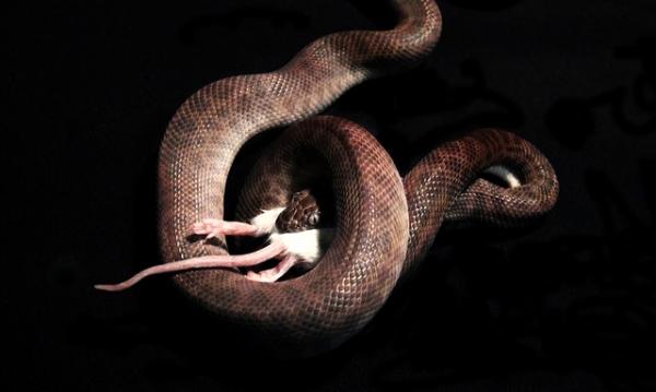 Python as a Pet - Grunner til at det ikke er lurt å ha en python hjemme