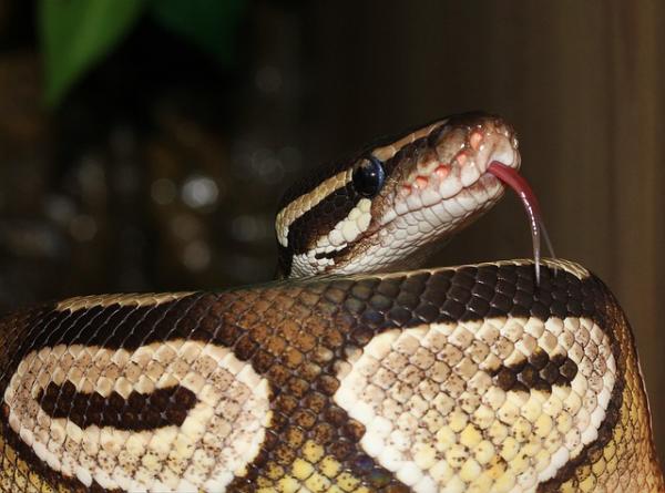 Pet Python Snake - Den endelige avgjørelsen: Jeg vil ha en Python for enhver pris