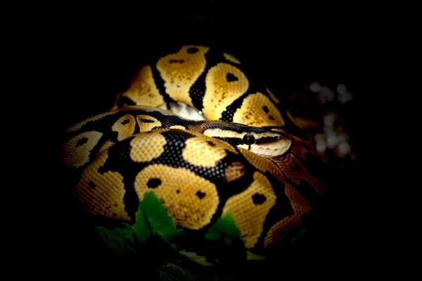 Python as a Pet - Dyrets karakter 
