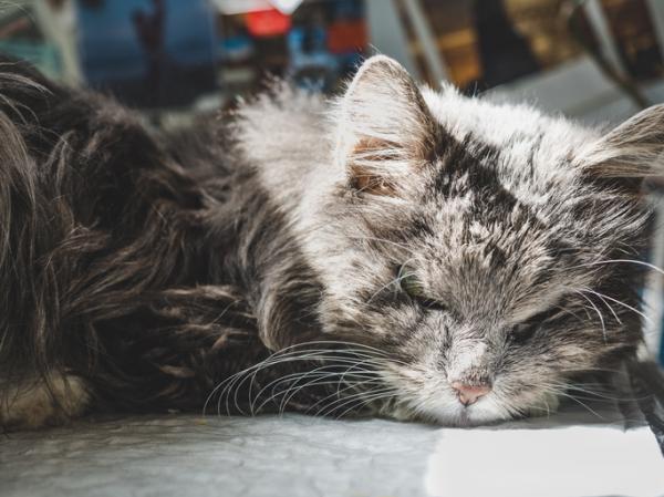 Diaré hos eldre katter - årsaker og behandlinger - behandling av diaré hos eldre katter