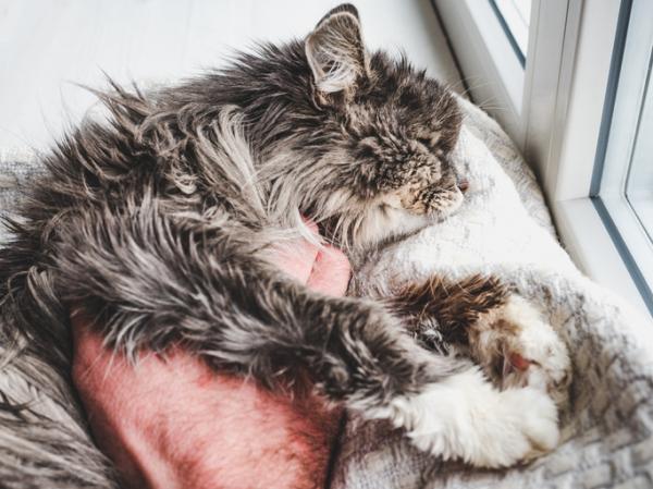 Diaré hos eldre katter - årsaker og behandlinger - symptomer på diaré hos eldre katter