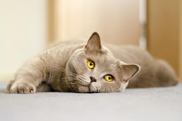 Sår hals hos katter - Symptomer, årsaker og behandling - Irriterende midler