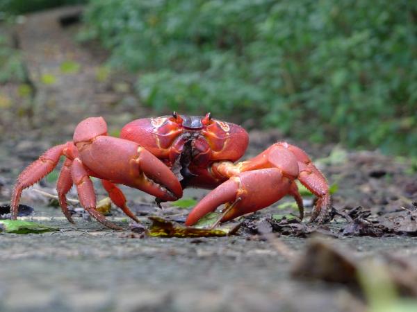 Typer krabber - Navn og bilder - 2. Christmas Island rød krabbe
