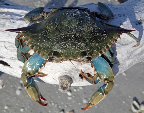 Krabbetyper - Navn og bilder - 5. Atlanterhavsblå krabbe