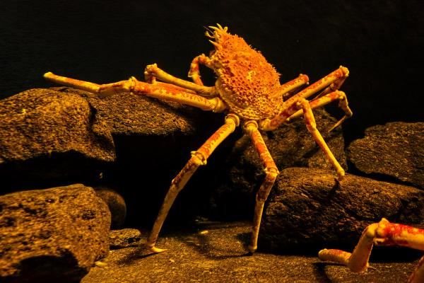 Typer krabber - Navn og bilder - 3. Japansk kjempekrabbe 