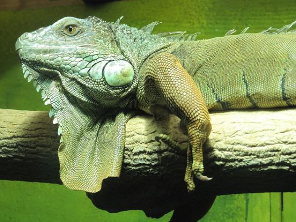 Grønn iguana diett - Plantemat