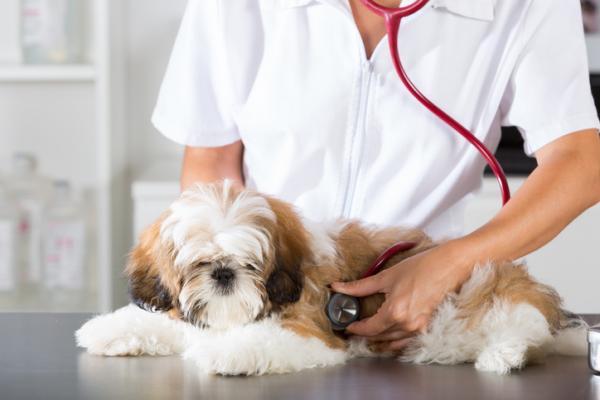 Lungeødem hos hunder - Prognose og behandling - Årsaker til lungeødem hos hunder