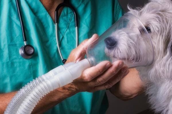 Lungeødem hos hunder - Prognose og behandling - Diagnose og behandling av lungeødem hos hunder