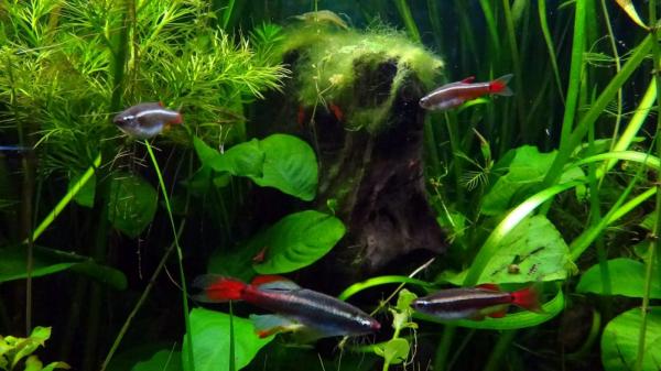 Chinese Neon Fish Care - Akvariet