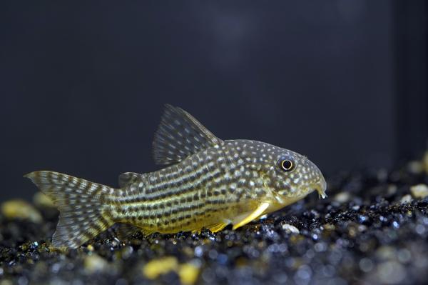 Chinese Neon Fish Care - kinesiske neonkompatible arter