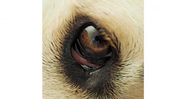 Bivirkninger av Accepromazine hos hunder - 4. Tredje øyelokksprolaps