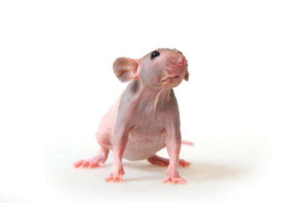 Spesiell omsorg for skallet eller hårløs rotte - Habitat for skallet rotte eller hårløs rotte