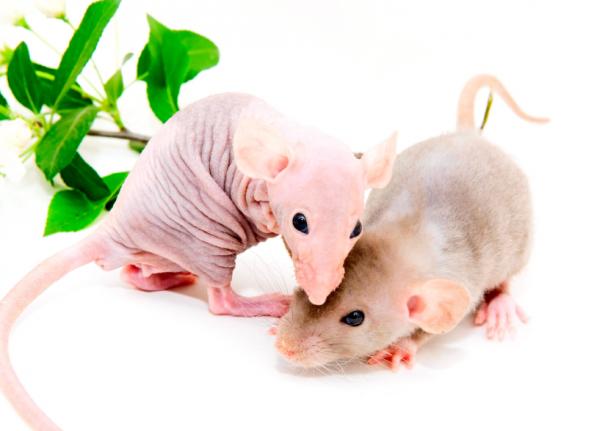 Spesiell omsorg for skallet rotte eller hårløs rotte - Bor sammen med andre dyr
