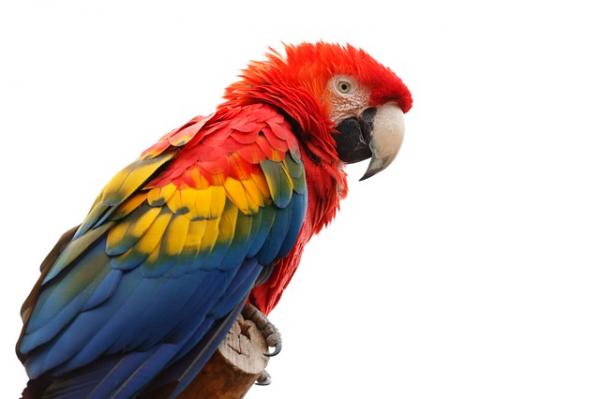 Grønn, blå og rød Macaw Feeding - Macaw vektkontroll