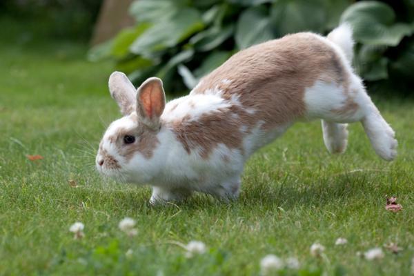 Kaninen min biter buret - hvorfor og hva skal jeg gjøre?  - Hvor mye plass trenger en kanin?