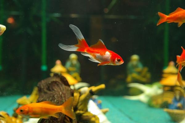 Tips for omsorg for Carassius -fisk - Hvordan skal jeg kondisjonere akvariet til gullfisken min?