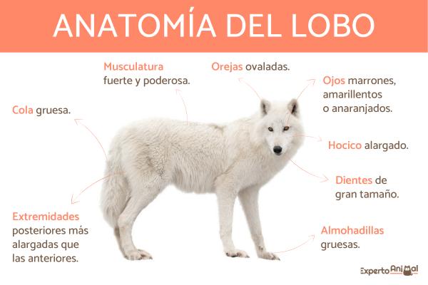 Ulveegenskaper - Ulvens anatomi