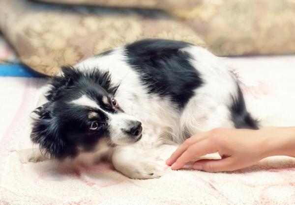 De 10 vanligste atferdsproblemene hos hunder - Hva er atferdsproblemene som hunder utvikler?