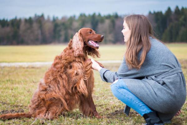 De 10 vanligste atferdsproblemene hos hunder - Hvordan korrigere oppførselen til hunder?
