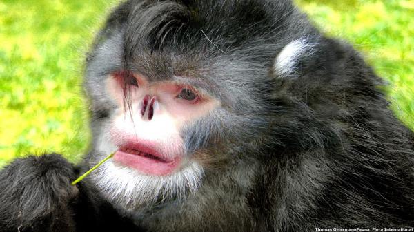 De 18 sjeldneste dyrene i verden - 3. Myanmars neseløse ape
