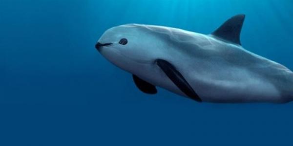 De 18 sjeldneste dyrene i verden - 6. Vaquita marina