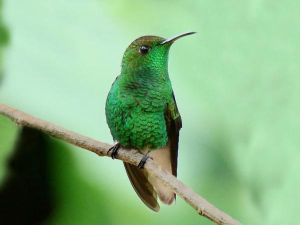 De 18 sjeldneste dyrene i verden - 10. Honduras smaragd