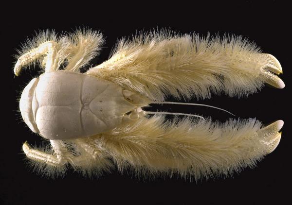 De 18 sjeldneste dyrene i verden - 11. Yeti Crab