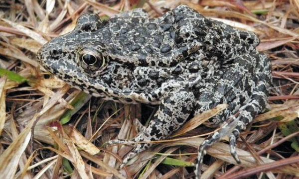 De 18 sjeldneste dyrene i verden - 13. Mississippi Dark Frog
