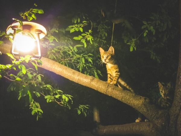 Er katter nattlige?  - Er katter nattlige eller daglige?