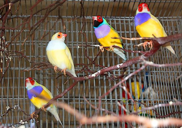 Gouldian Finch Care - The Gouldian Finch Cage