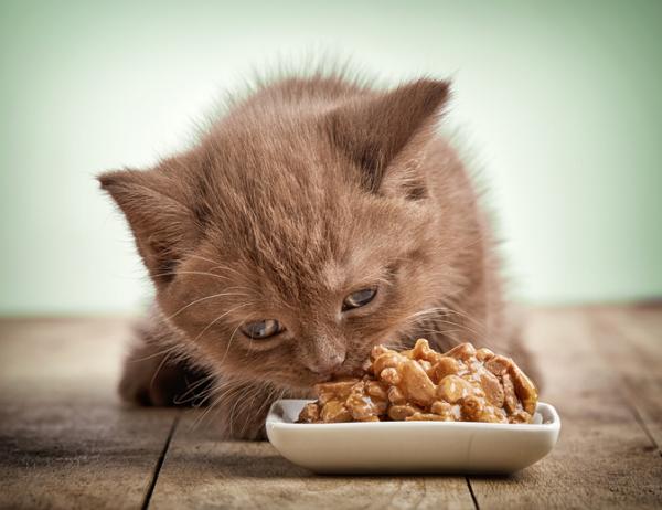 Hvor mange ganger spiser en katt?  - Hvor mange ganger spiser en baby katt?