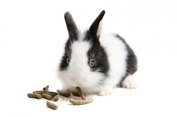 Anbefalt frukt og grønt til kaniner - Mat til kaniner