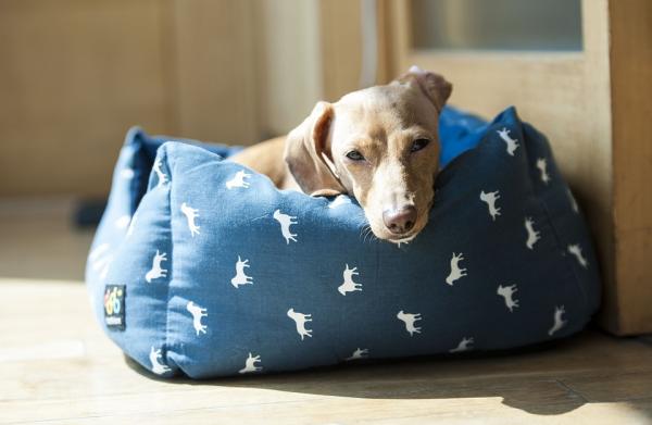 Kortison bivirkninger hos hunder - Hvordan fungerer kortison hos hunder?