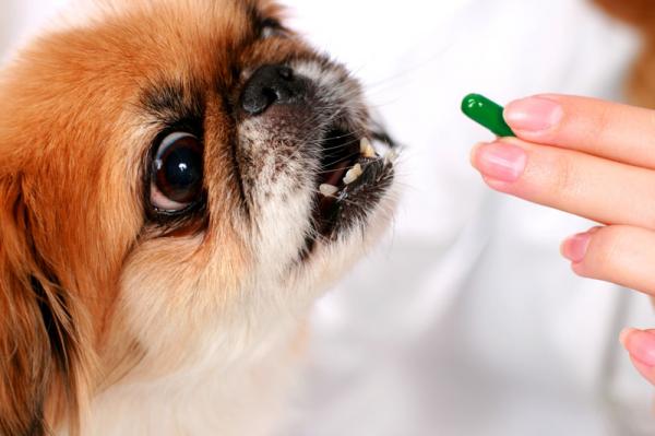 Bivirkninger av kortikosteroider hos hunder - Hva er kortikosteroider og når brukes de?