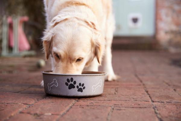 Hjemmemedisiner for magesmerter hos hunder - mat for magesmerter