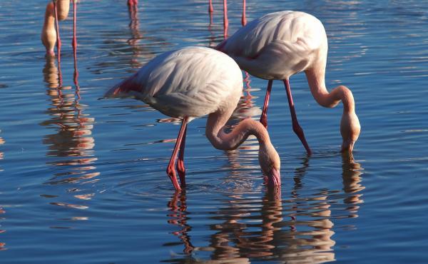 Hva spiser flamingoer?  - Flamencodiett 