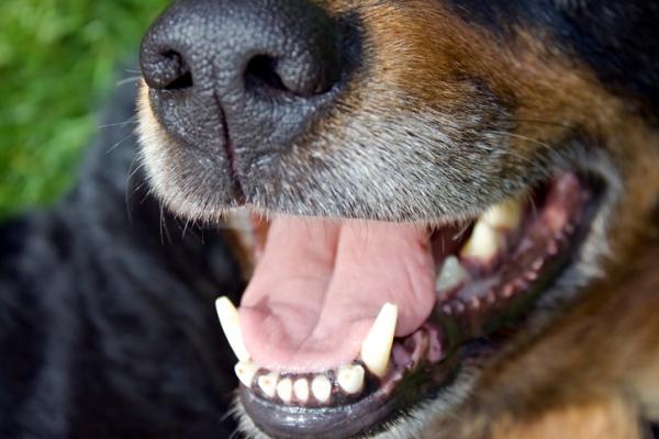 Svart tannkjøtt hos hunder - årsaker og hva de skal gjøre - Er det normalt at hunden min har svart tannkjøtt?