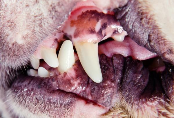 Svart tannkjøtt hos hunder - årsaker og hva de skal gjøre - hvorfor har hunden min svart tannkjøtt?