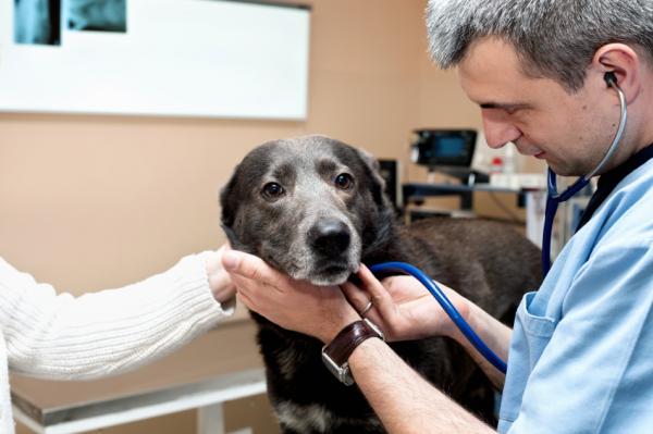 Stell og fôring av en underernært hund - Gjør regelmessige besøk til veterinæren